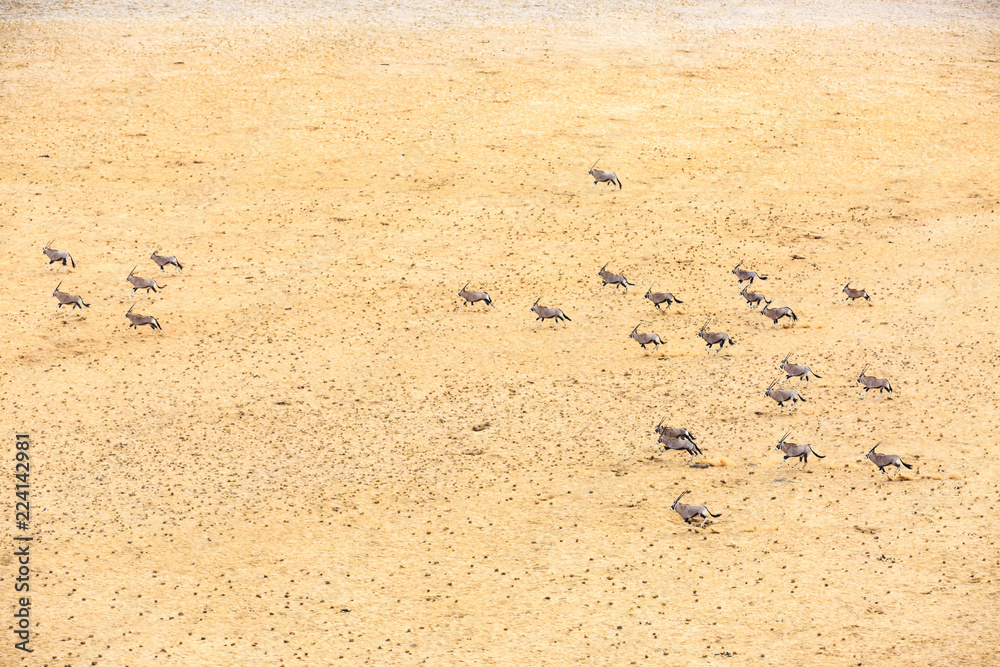 Luftaufnahme, Spießböcke (Oryx gazella), Herde in vollem Lauf, Namib-Naukluft-Nationalpark, nördlicher Teil