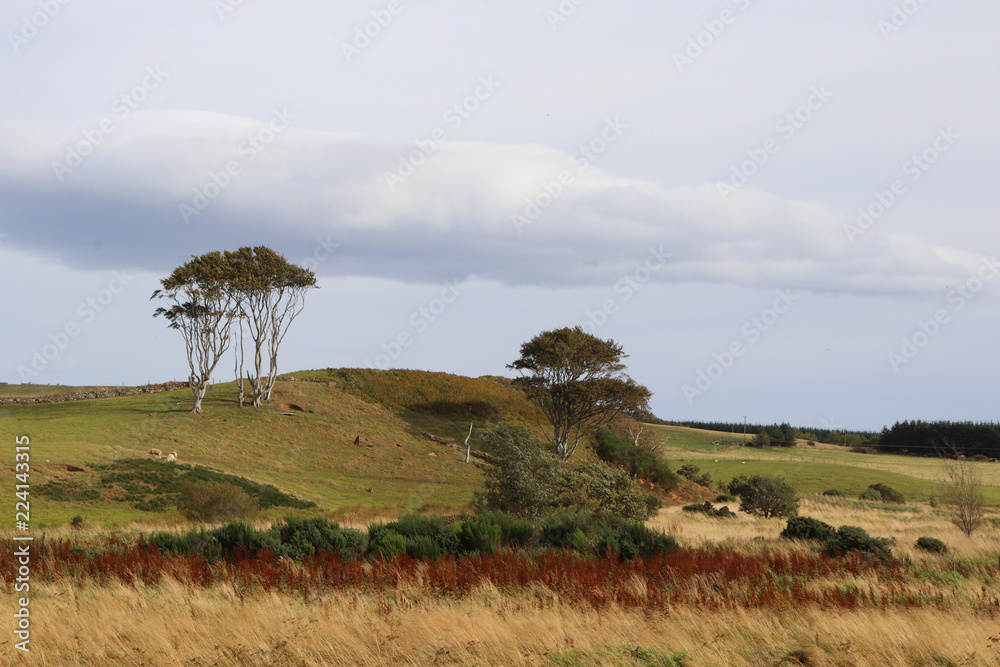 Obraz premium Trees on hilltop with sheep grazing below