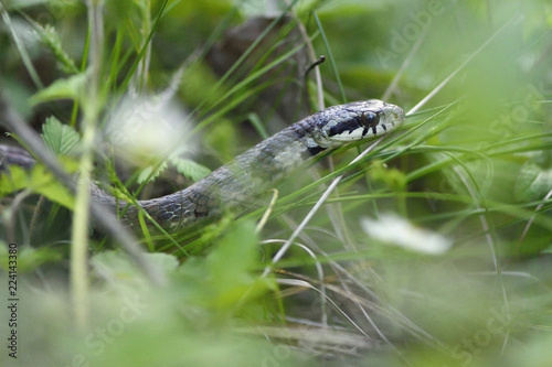 Cornella snake china photo
