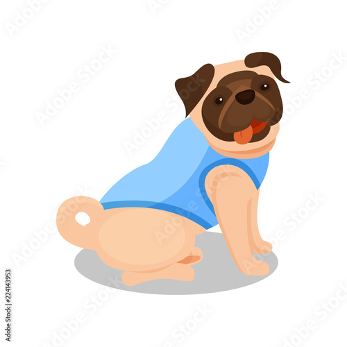 Pedigree pug dog, cute puppy pet character vector Illustration on a white background