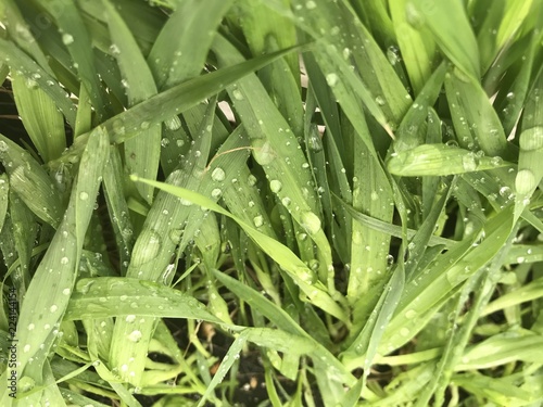 green grass with water drops