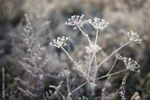 Hoarfrost on dry grass in meadow. Frost covered grass or wild flowers. First frost in autumn countryside meadow. Winter background. © fadzeyeva