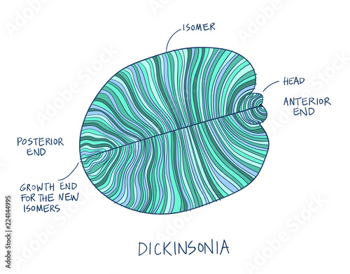 Dickinsonia fossil sketch illustration. Paleontology drawing photo