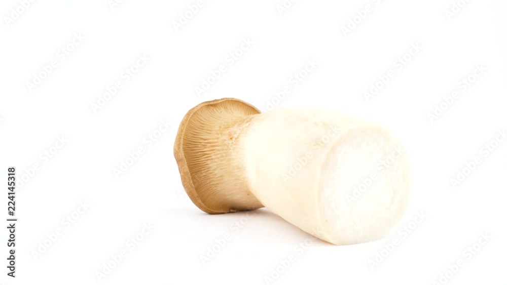 One big eryngii abalone tree mushroom. Lying position. Rotating on the turntable isolated on the white background. Close up. Macro. One big eryngii abalone tree mushroom. Lying position. Rotating on the turntable isolated on the white background. Close up. Macro.
