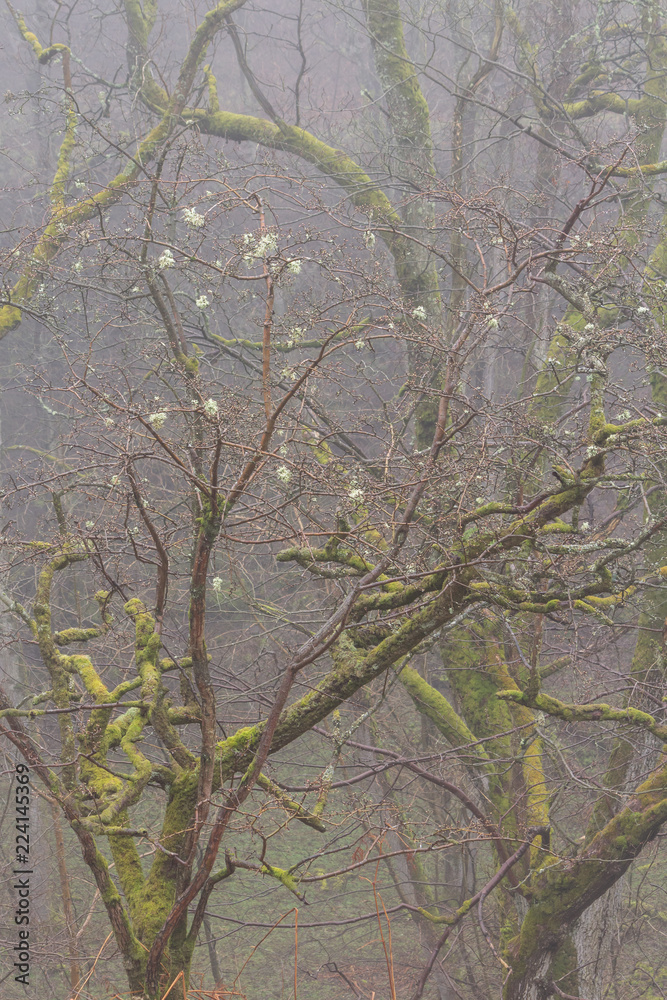 trees in misty woodland trees in misty woodland