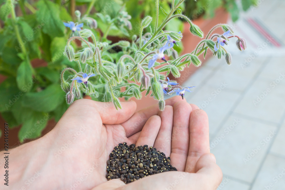 Harvested black seeds of Borage shown on palms of a gardener who grows