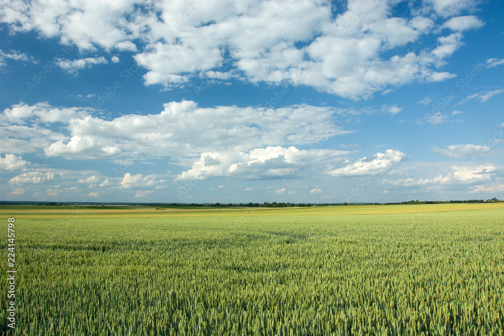Big green field of wheat, horizon and white clouds on blue sky Big green field of wheat, horizon and white clouds on blue sky