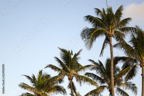 palm trees over clear sky © jokerpro