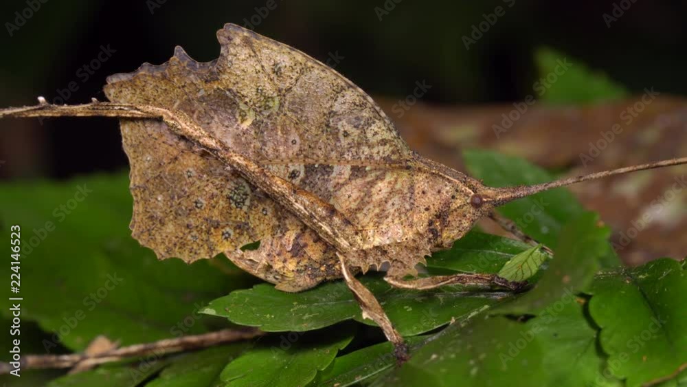 Leaf mimic katydid. At night in the rainforest understory, Ecuador Leaf mimic katydid. At night in the rainforest understory, Ecuador