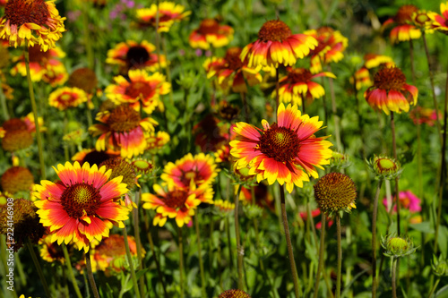 gaylardiya flowers of the two colors in large quantities on the field on a clear Sunny day, the background