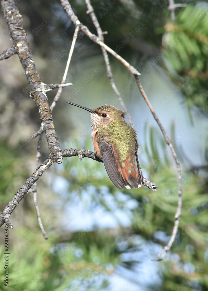 Obraz premium Broad-Tailed Hummingbird