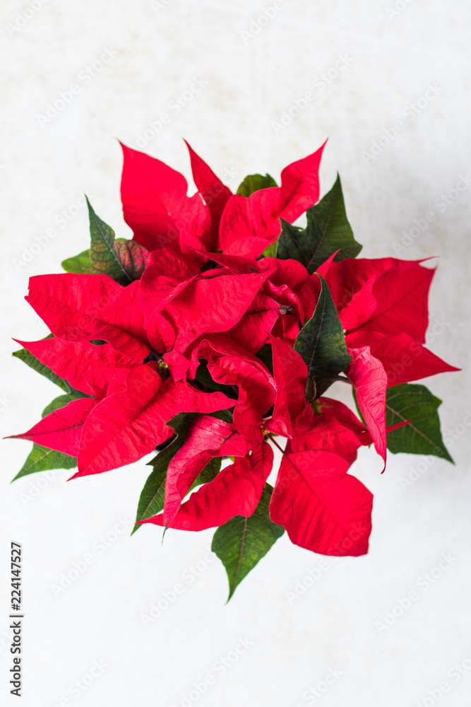 Christmas red Poinsettia plant from above Christmas red Poinsettia plant from above