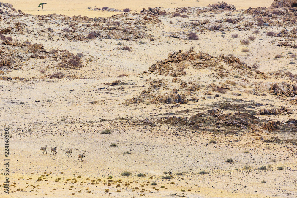 Luftaufnahme, Hartmann-Bergzebras (Equus zebra hartmannae), Tinkas Plains, Namib-Naukluft-Nationalpark, nordöstlicher Teil Luftaufnahme, Hartmann-Bergzebras (Equus zebra hartmannae), Tinkas Plains, Namib-Naukluft-Nationalpark, nordöstlicher Teil