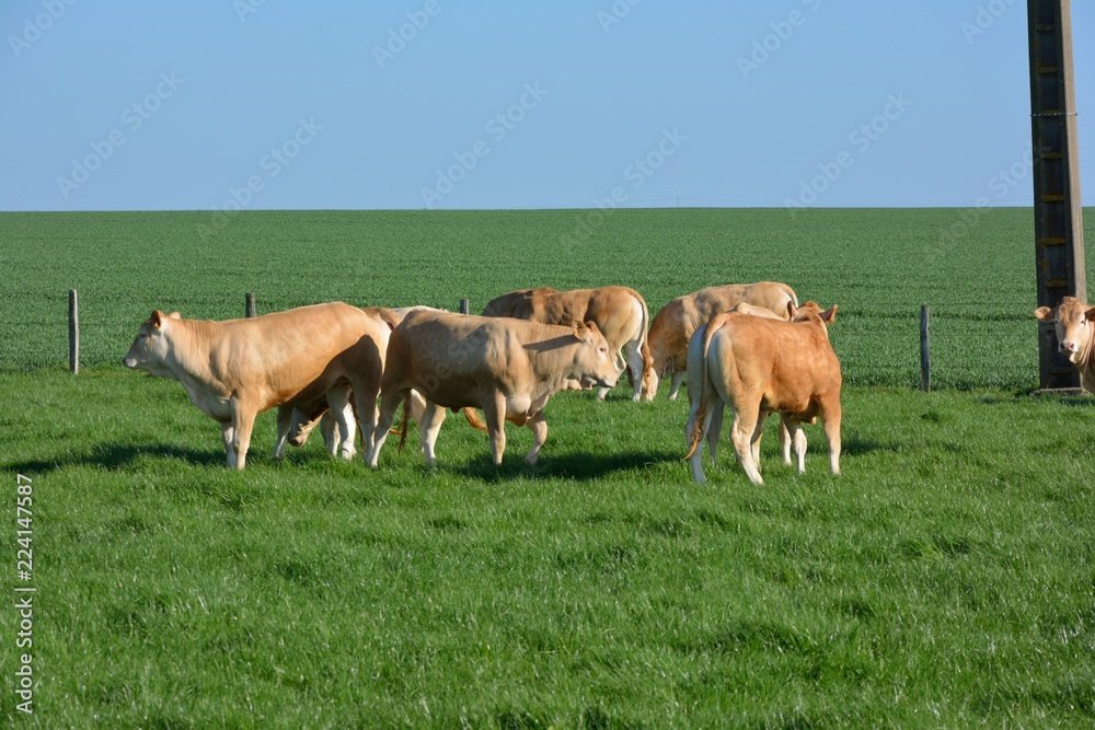 Cows in Spring field Cows in Spring field