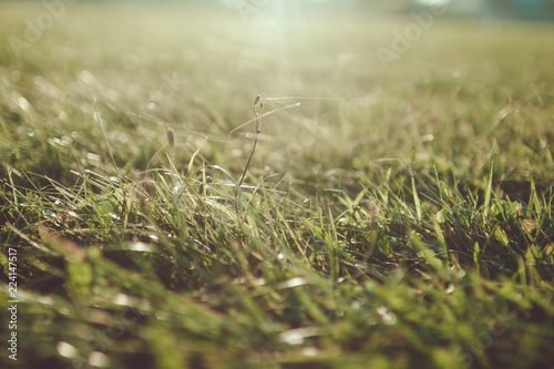 Green grass background. Grass in the park at sunset close-up. Wallpaper