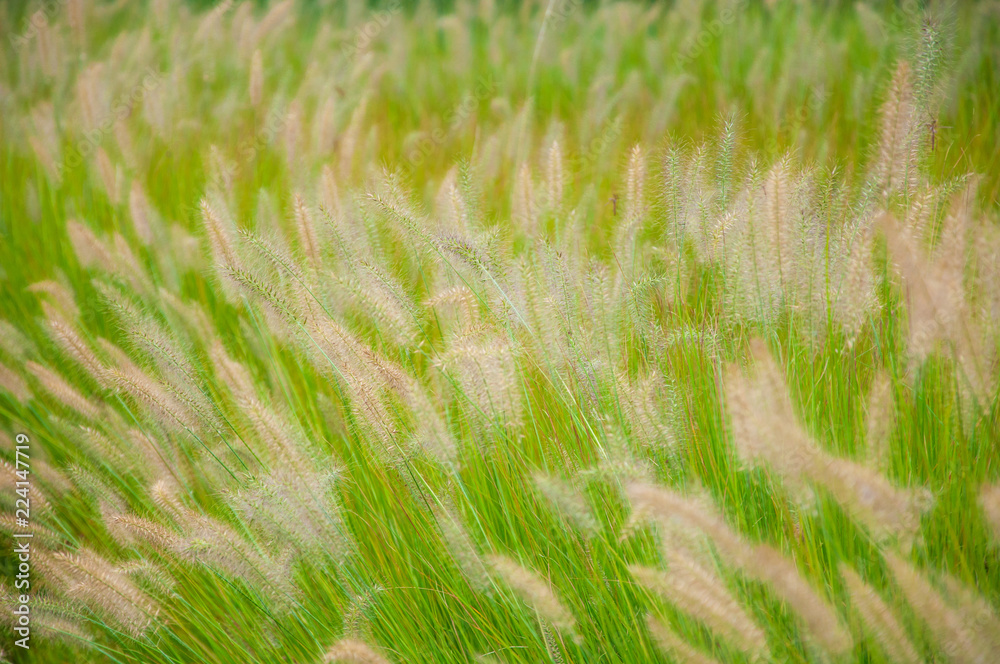 Green grass with spikelets Green grass with spikelets