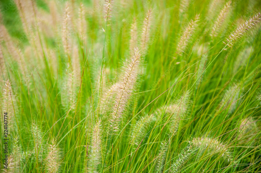 Green grass with spikelets Green grass with spikelets