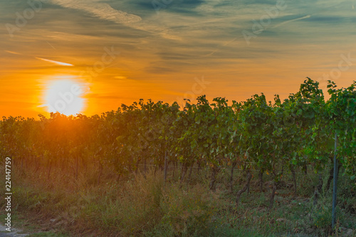 Sonnenuntergang über Weinreben in Rheinhessen, Rheinland Pfalz, Deutschland