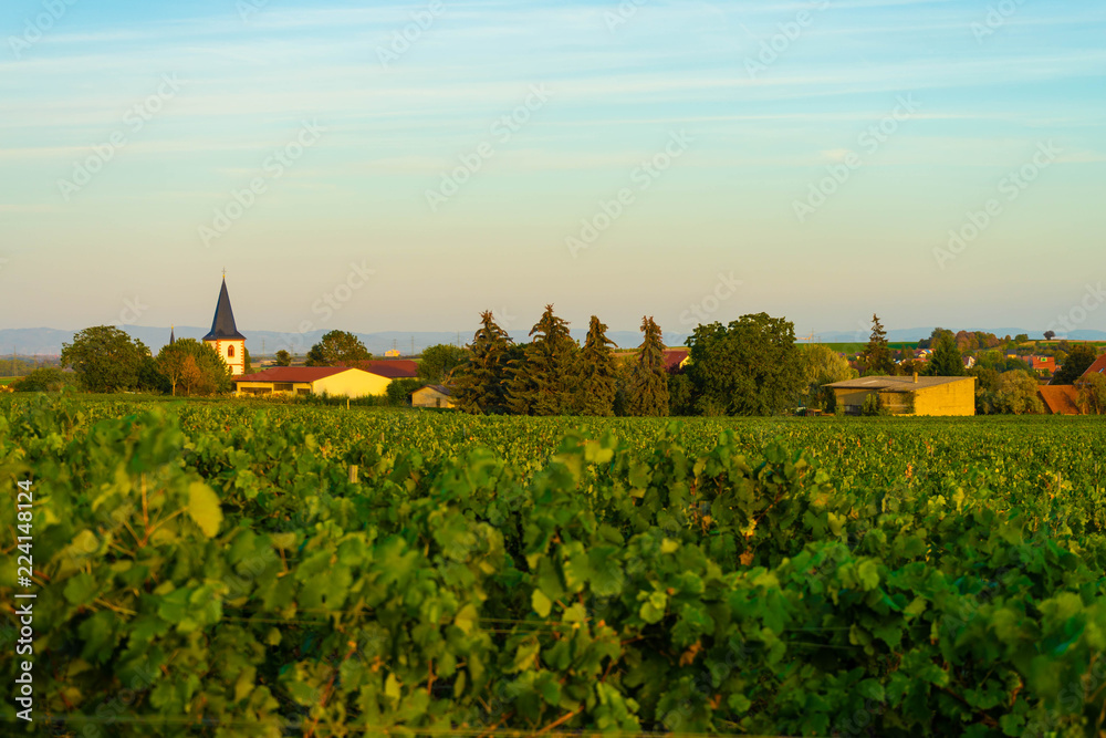 View over vineyards to a village in rheinhessen