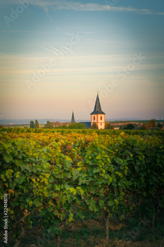 View over vineyards to a village in rheinhessen