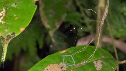 Ogre Faced Spider (Deinopis sp.) holding its web ready to catch a prey item. They use a square sticky web held between the feet to actively catch passing insects. In the rainforest understory, Ecuador photo