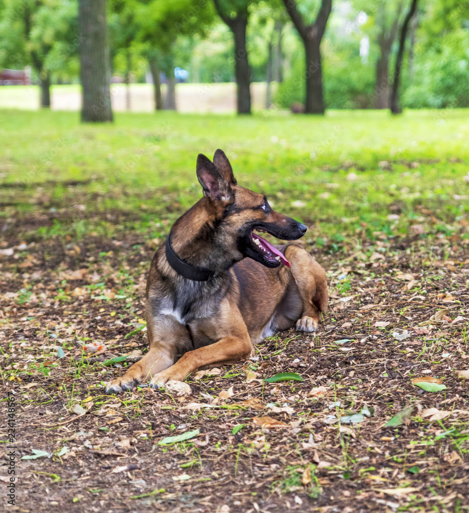 Belgian Shepherd Malinois in the park Belgian Shepherd Malinois in the park