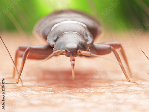 3d rendered illustration of a bedbug on human skin