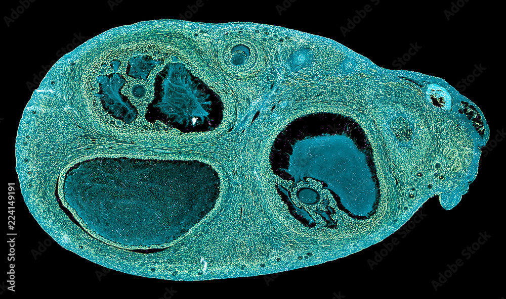 ovarium - cross section cut under the microscope – microscopic view of animal  cells for education Stock Photo | Adobe Stock