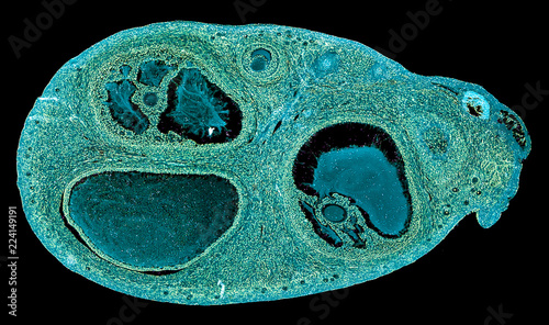 ovarium - cross section cut under the microscope – microscopic view of animal cells for education photo