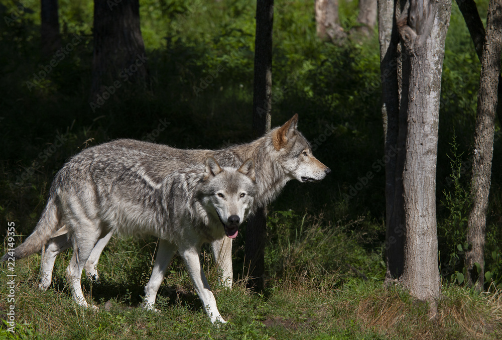 Two Timber wolves or grey wolves (Canis lupus) walking in the woods in summer in Canada