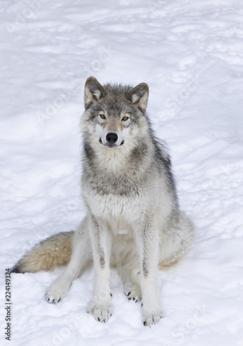 A lone Timber Wolf or Grey Wolf (Canis lupus) isolated on white background sitting in the winter snow in Canada