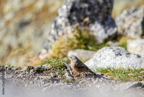 A bird in the mountains