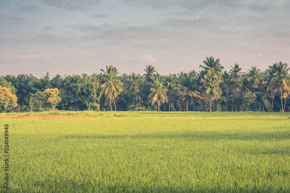Obraz premium landscape of Rice Paddy Fields