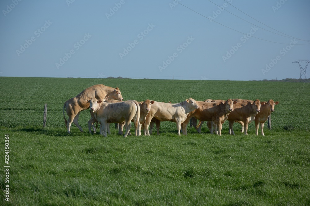 Cows in Spring fields Cows in Spring fields