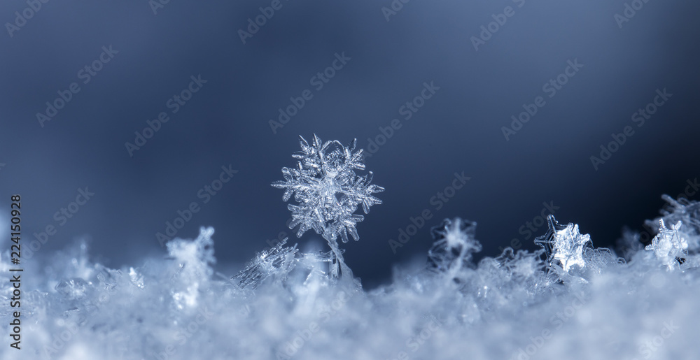snowflake, little snowflake on the snow snowflake, little snowflake on the snow