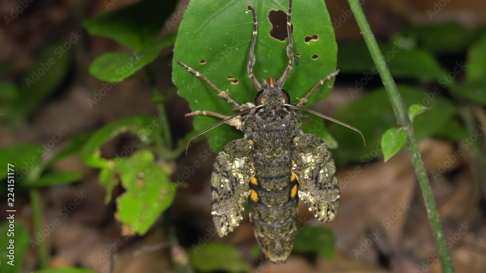A large hawk moth (Sphingidae) recently emerged from a pupa it is waiting for the wings to expand and dry A large hawk moth (Sphingidae) recently emerged from a pupa it is waiting for the wings to expand and dry