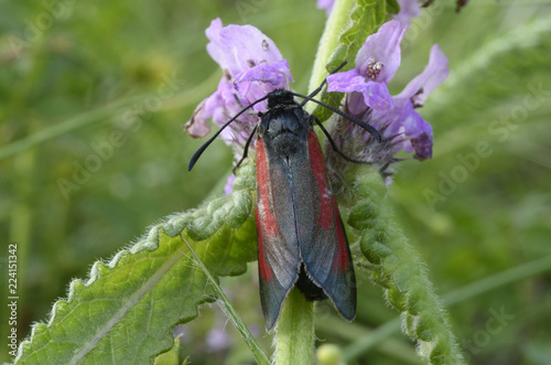 Cinnabar moth, Tyria jacobaeae, sitting on a flower in front of blurred background. Lugi, Carpathians, Ukraine, June, 2018 photo