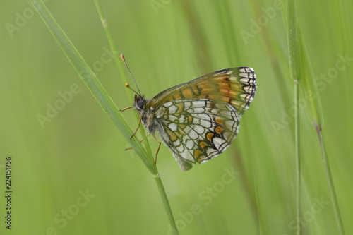 Butterfly heath fritillary, Melitaea athalia, sitting on a grass stem in front of a blurred background. Lugi, Carpathians, Ukraine, June, 2018