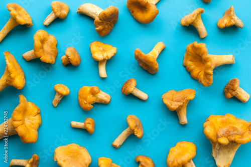 chanterelle on a blue background