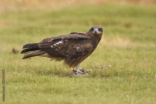 Black eared kite sitting photo