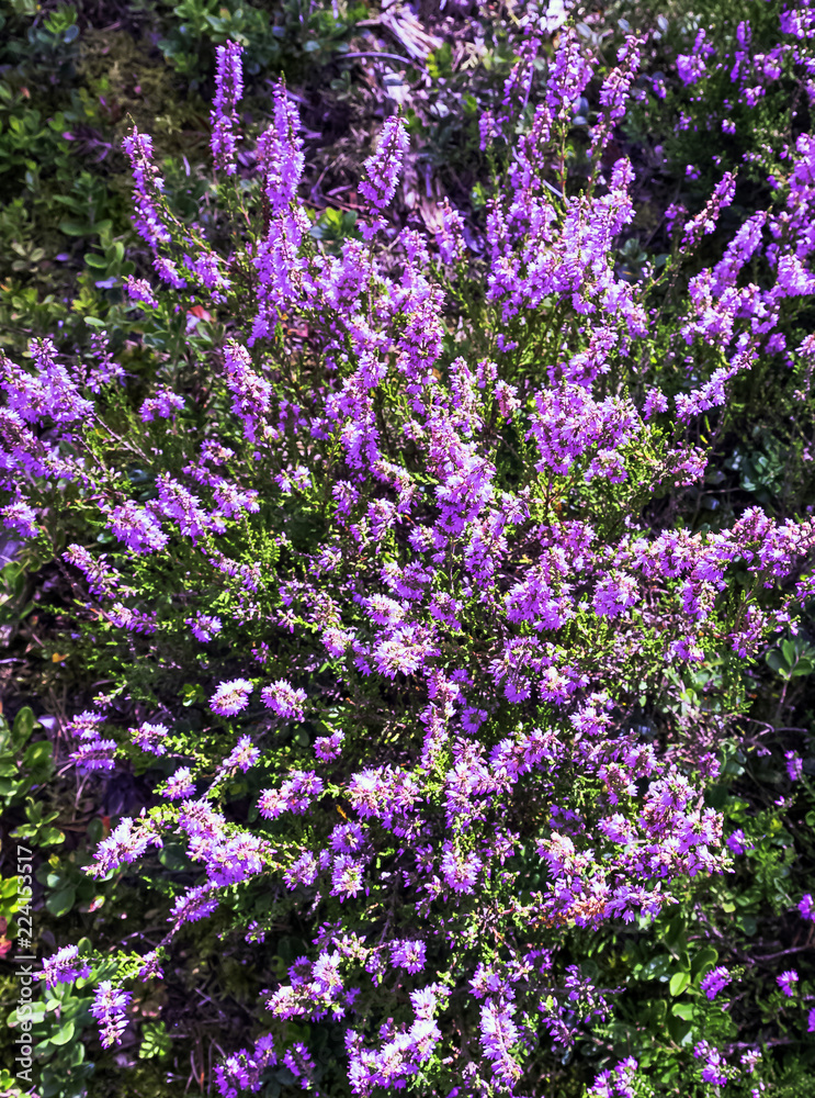 Fototapeta premium Calluna vulgaris known as common heather or ling in Slowinski National Park, Poland