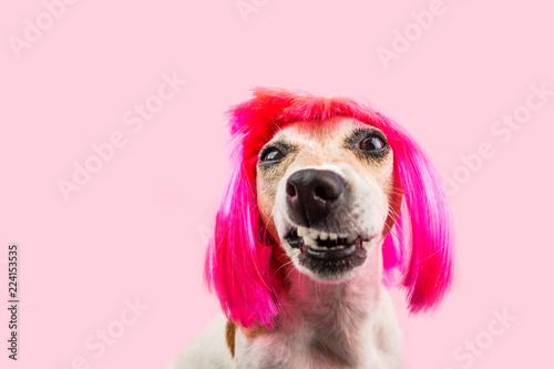 Angry disgust, denial, disagreement dog face in pink wig. Funny pet