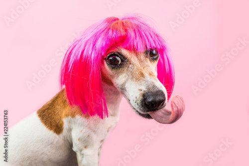 Funny dog Jack Russell terrier in pink wig with big tongue. Funny pet portrait