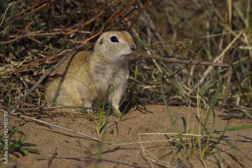 Pallid ground quirrel china photo