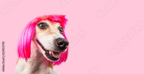 Fototapeta Naklejka Na Ścianę i Meble -  Smiling laughing trendy fashion dog in pink wig. Cool funny pup