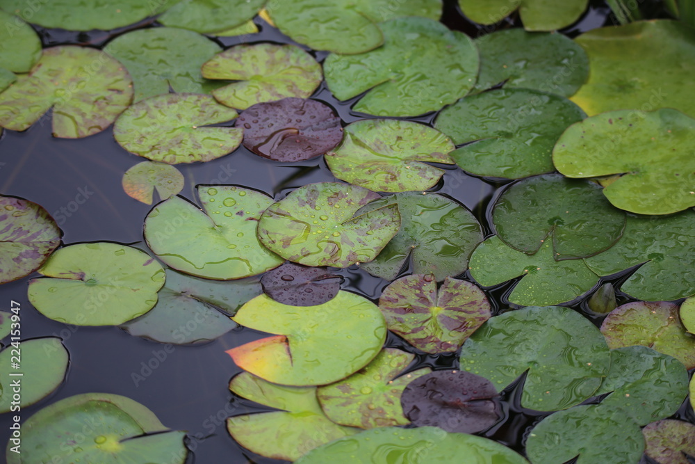 Leaves of the water lily swim in the pond / water lilies Leaves of the water lily swim in the pond / water lilies