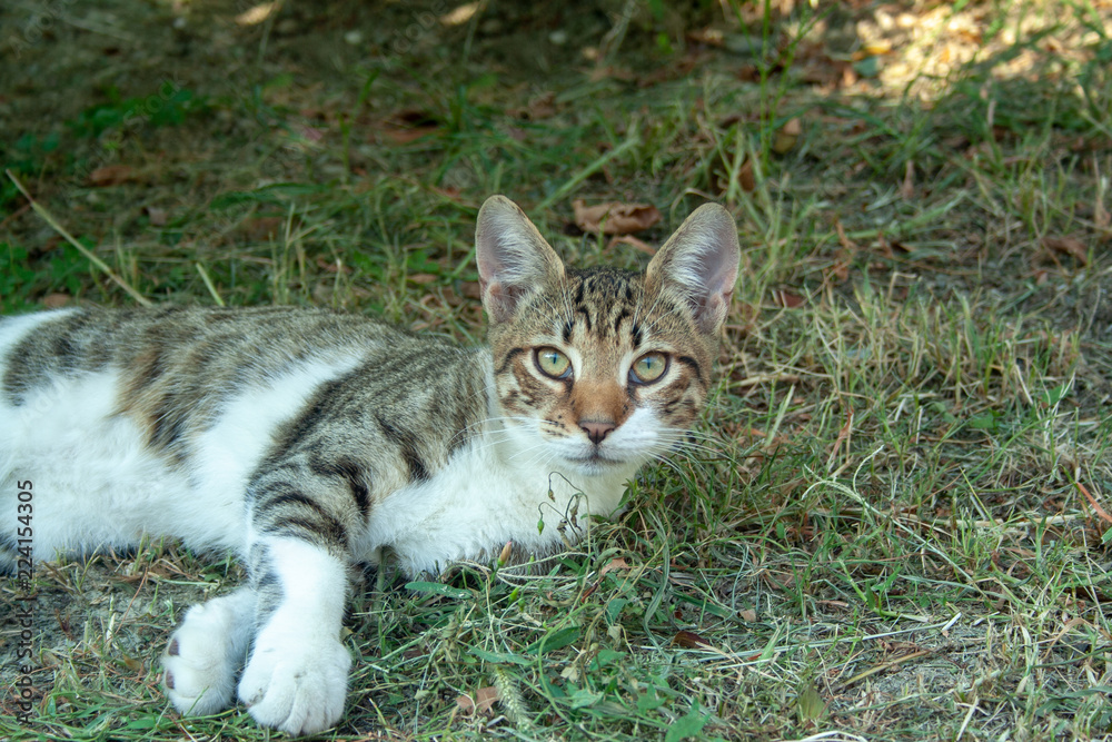 Adult cat on grass
