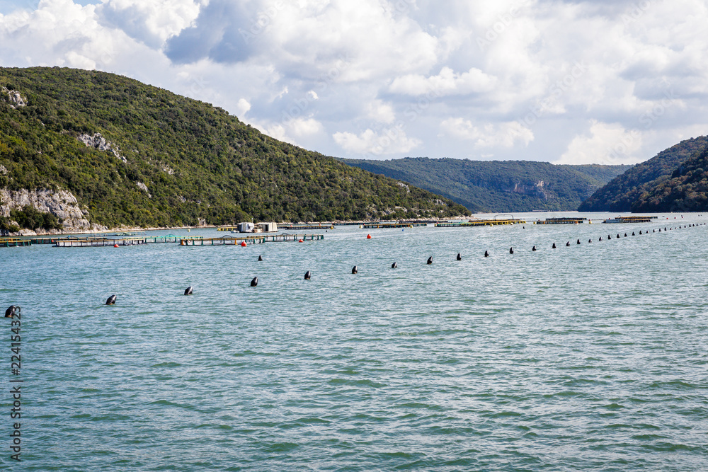the bay between the mountains, a large fish farm with floating beacons and fish feeding places; forests overgrown hills, among which are displayed Gulf