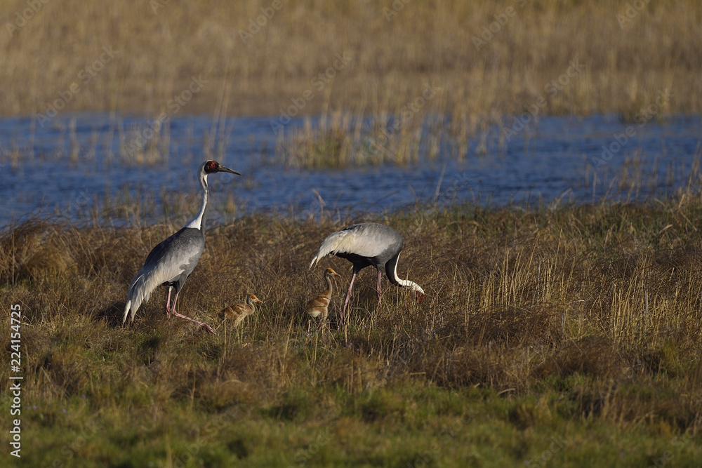 Two White naped crane birds with chicks walking besides water Two White naped crane birds with chicks walking besides water