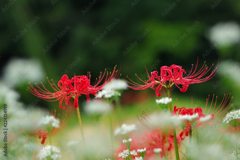 雨の彼岸花(red spider lily) 雨の彼岸花(red spider lily)